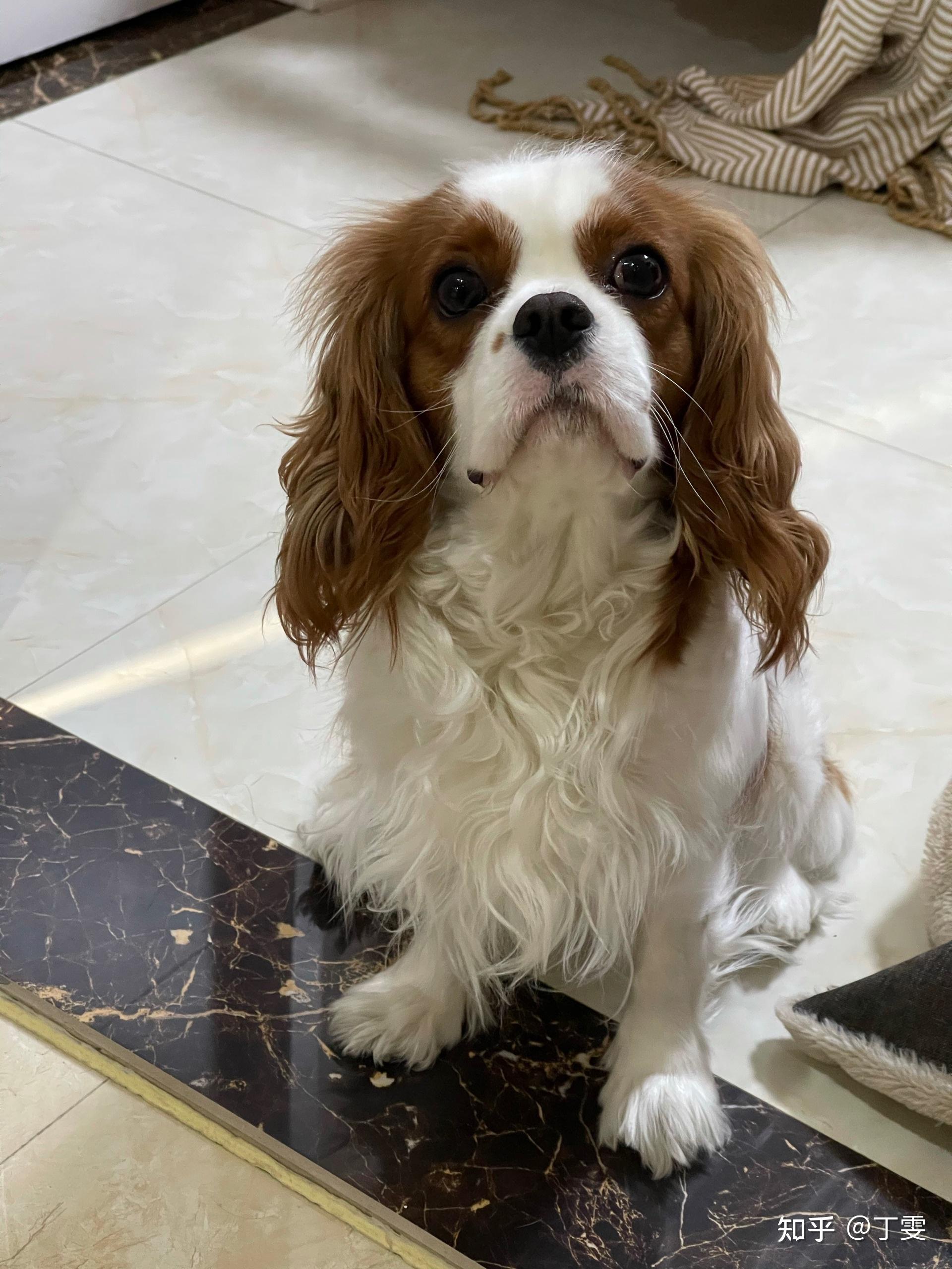 养骑士查理王小猎犬是什么体验