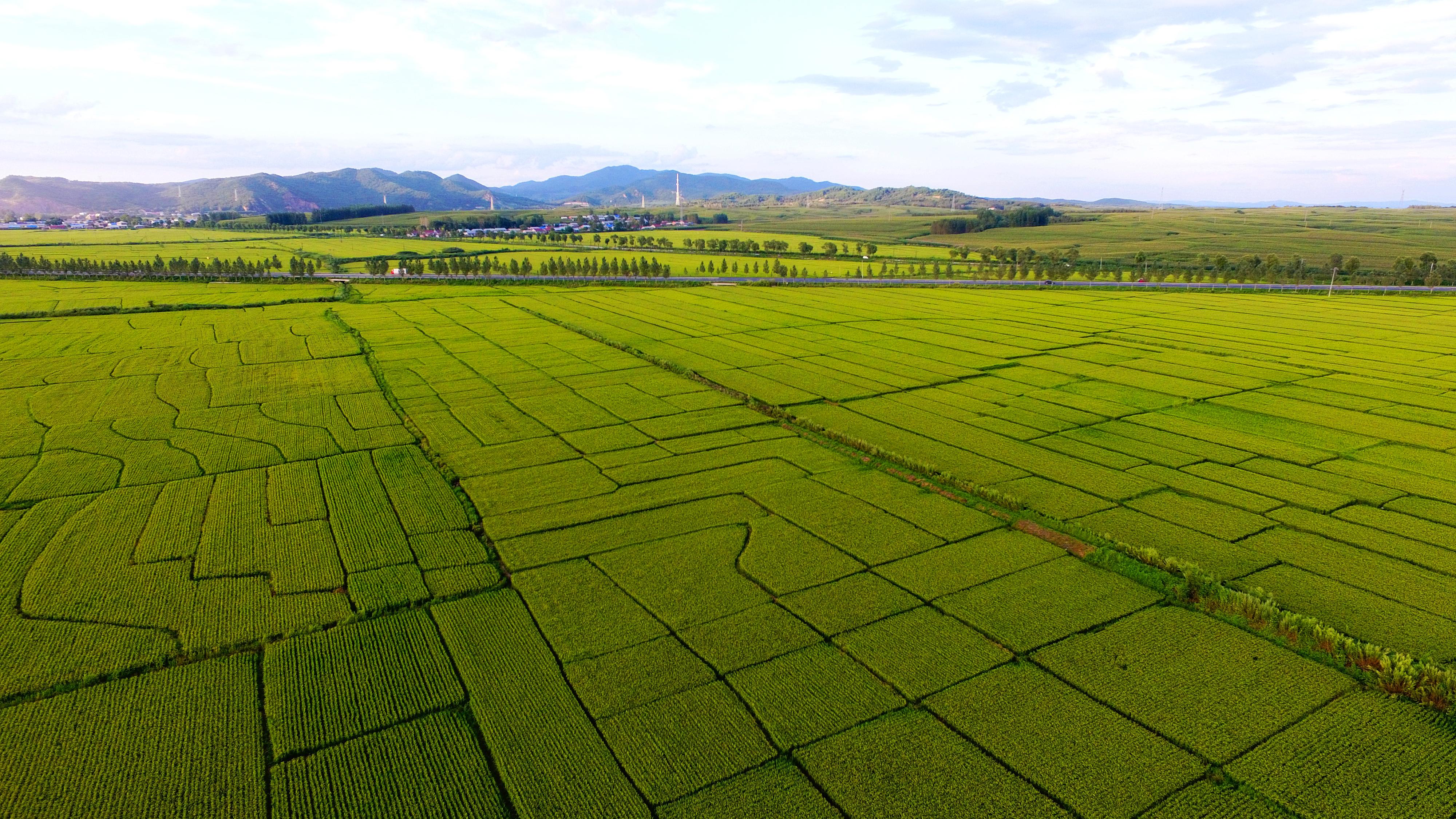 五常大米真的那么好吃吗? - 知乎