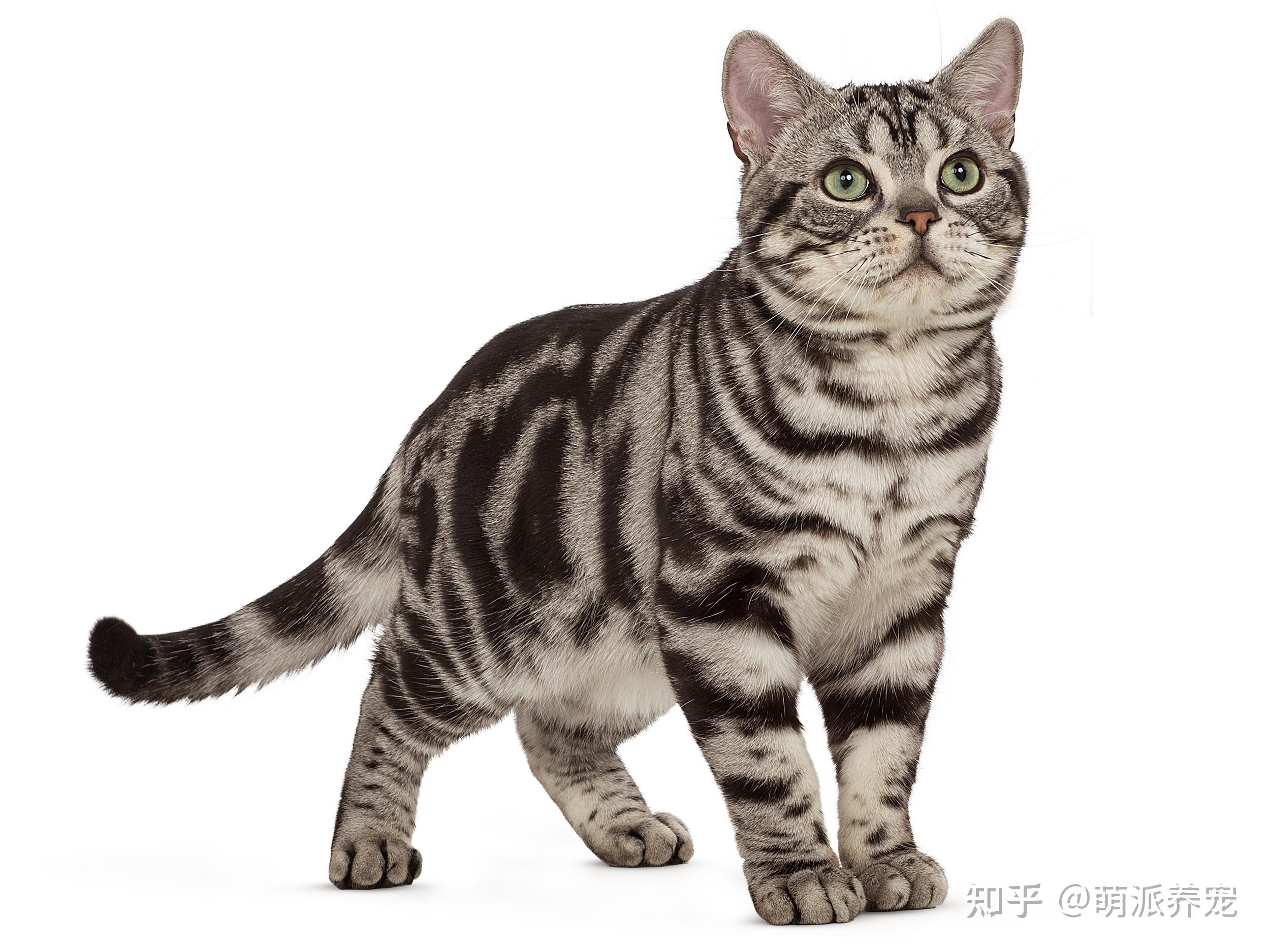 养美国短毛猫是怎样一种体验