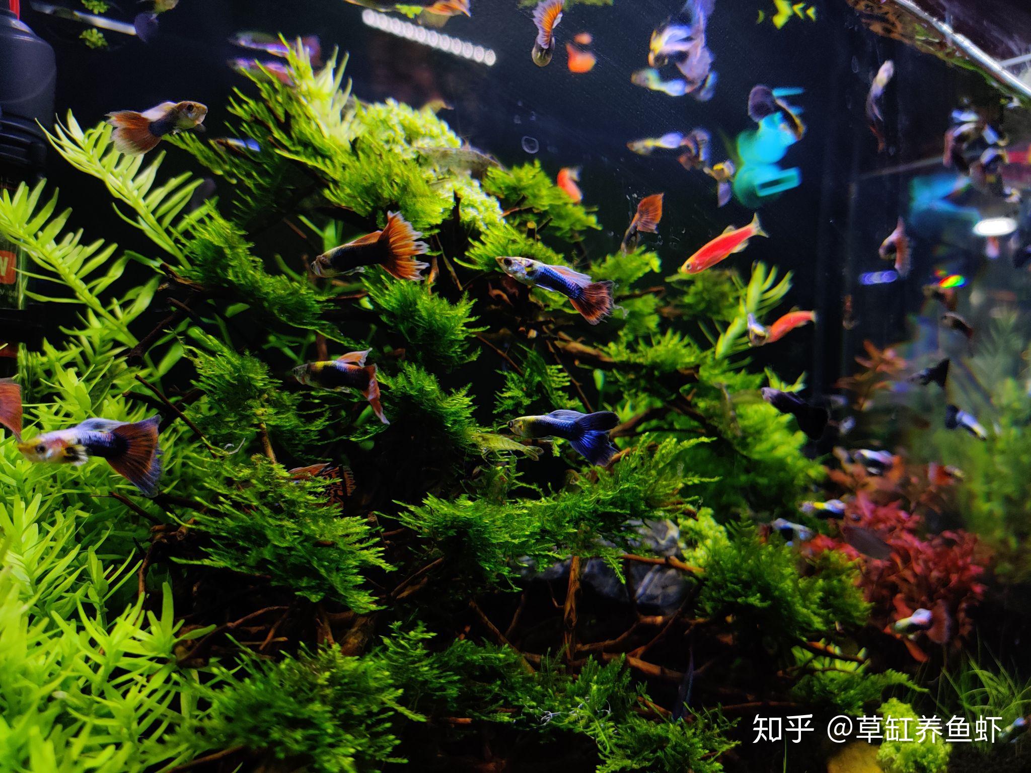 孔雀鱼繁殖有水草还需要隔离吗