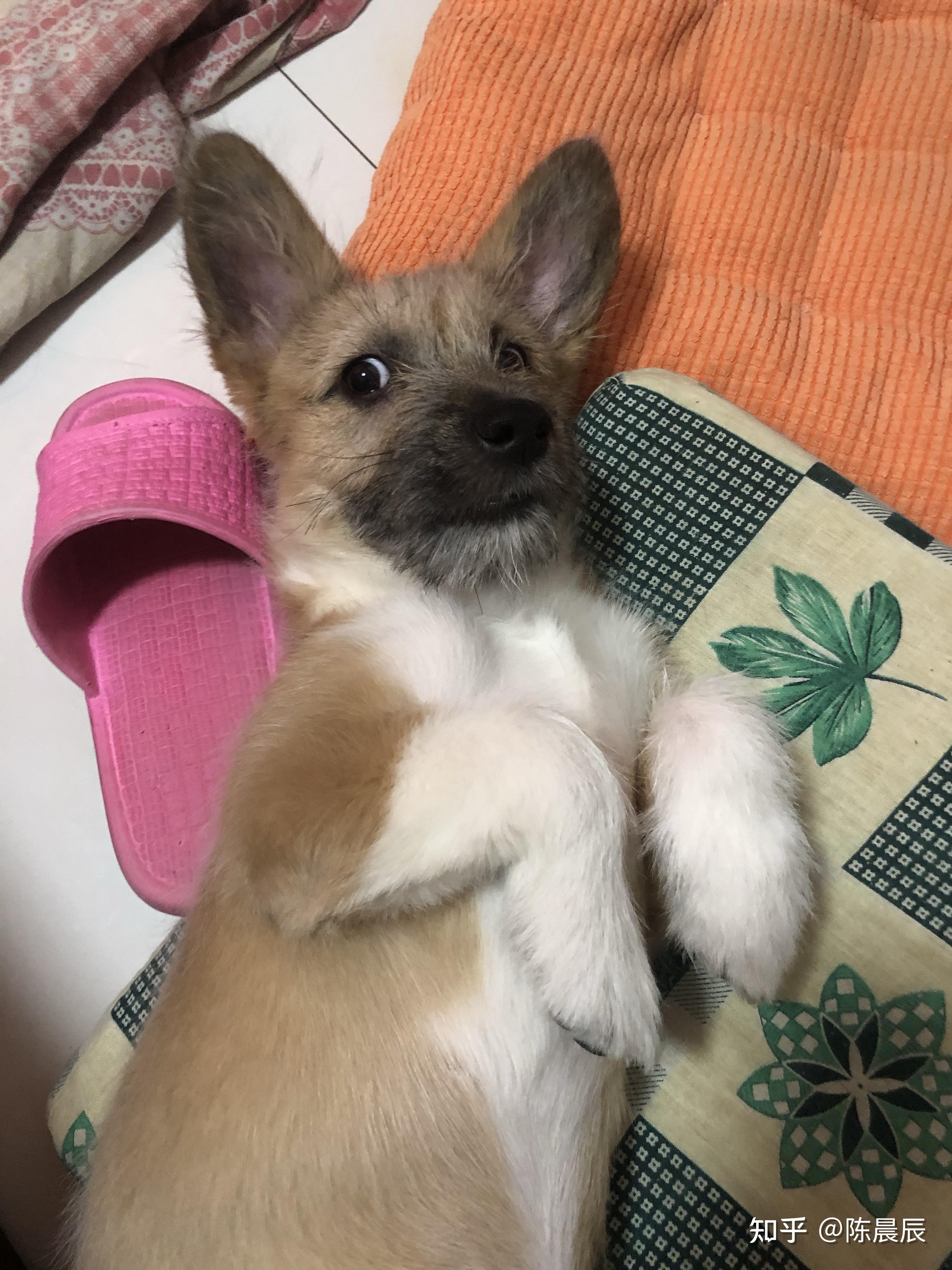 柯基和雪纳瑞的串什么样黄色的? - 知乎