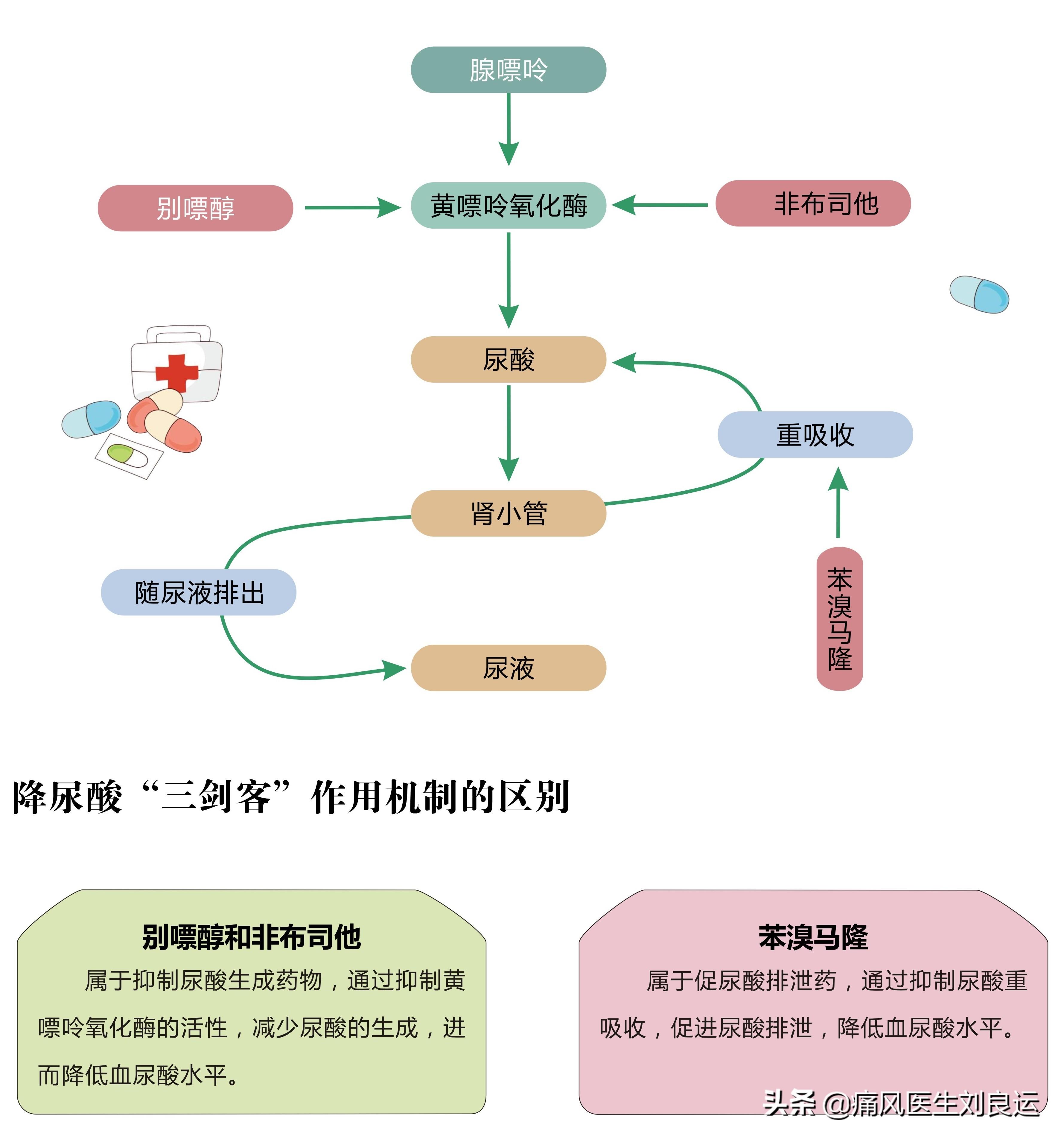 苯溴马隆机理图片