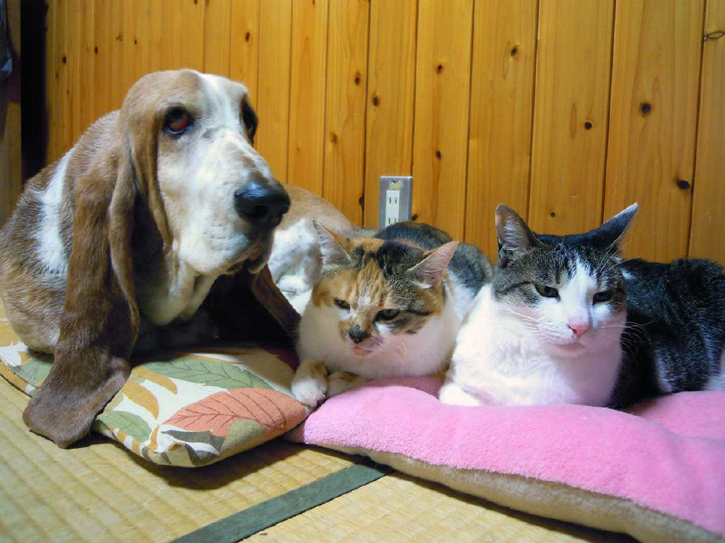 如何评价押井守? - 知乎