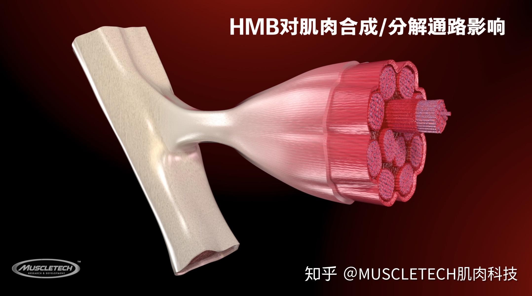 肌肉科技新品预告全新PRO系列HMB - 知乎