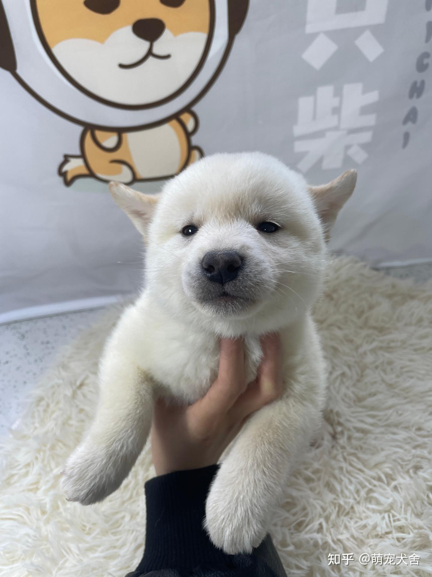 白柴价格怎么样呢？白柴是纯种柴犬吗？ - 知乎