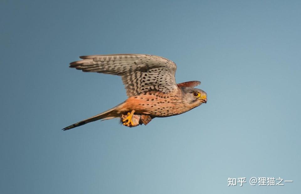 死亡航班!田鼠被红头隼抓住飞上了天,表情很无辜,它为何不敢反抗? - 知乎