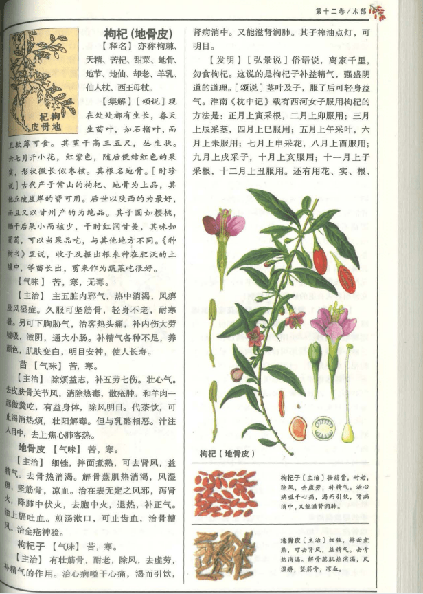 枸杞的历史与药典记载 - 知乎