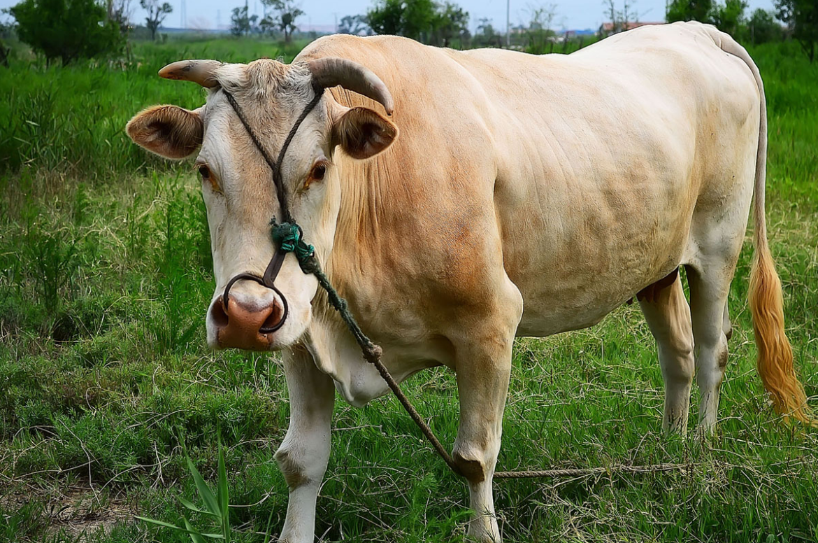 21辛丑年应该注意的相关事项 知乎