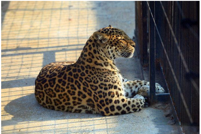 杭州三隻金錢豹4月19號已逃脫如何看待野生動物世界的瞞報行為擔心