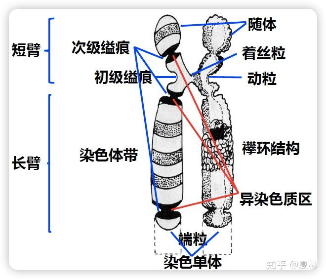 3.2 人类正常染色体 - 知乎