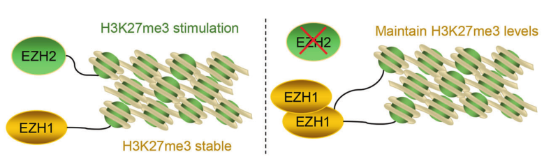 肿瘤新型治疗靶点:EZH1/2 - 知乎