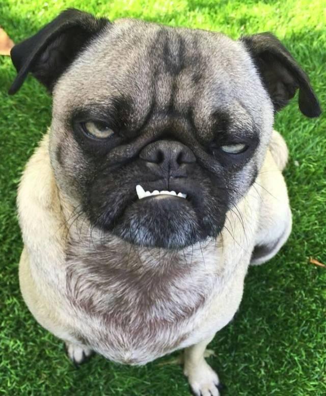 为什么所有狗里面土狗最丑,但是最难死?难道长得丑活得久?