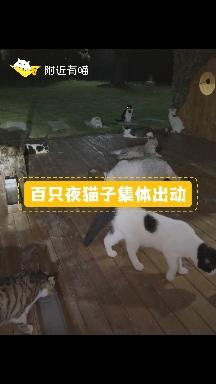 夜猫出动图片