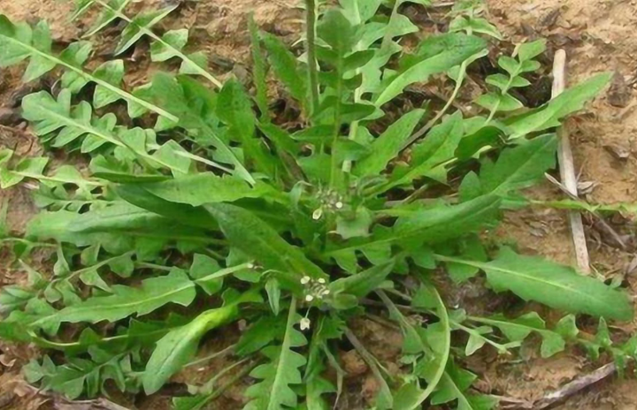 春天,这3种野菜使劲吃,一清热、二解毒、三养肝,现在正当季! - 知乎