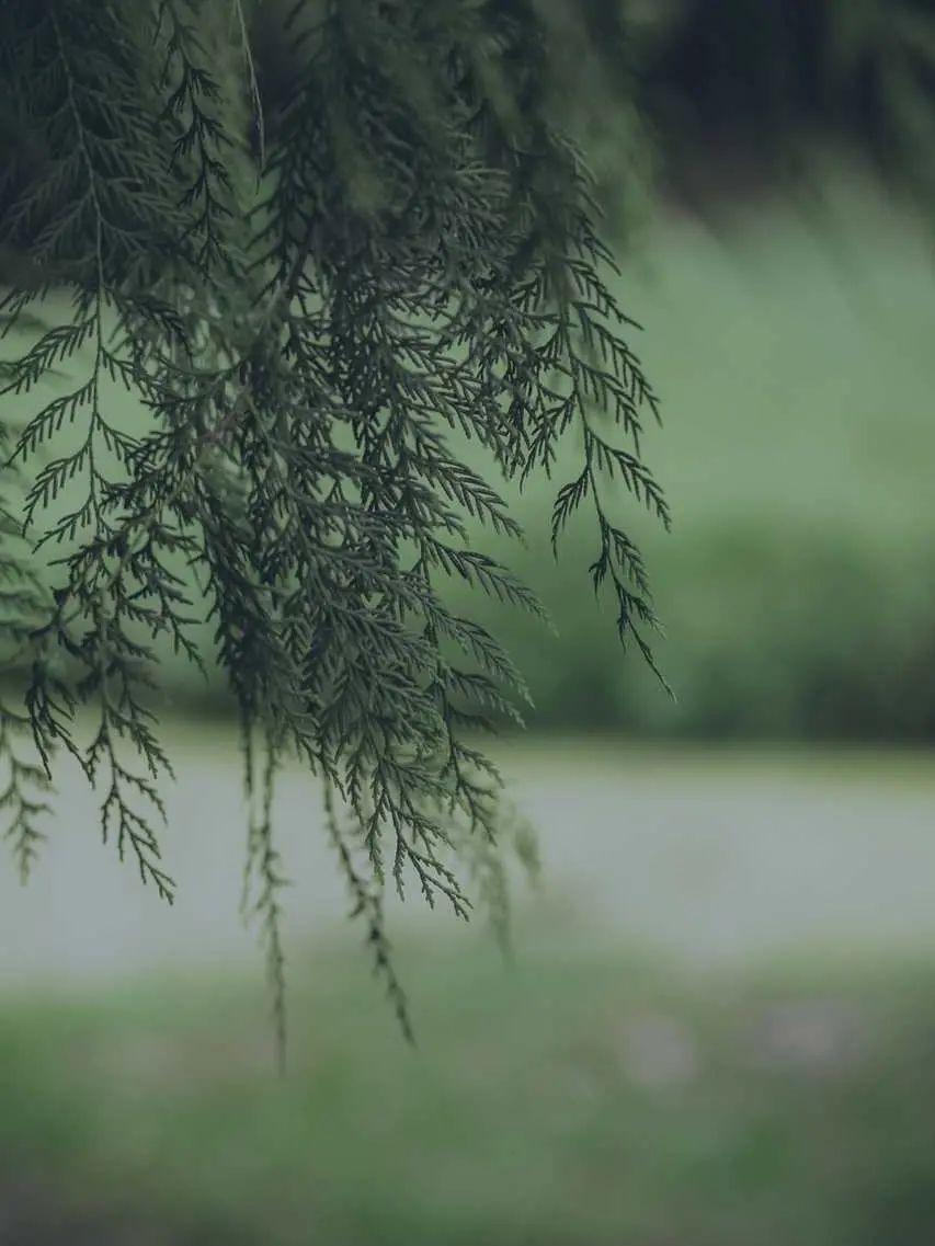 有什么美到极致的绿色壁纸?(绿色壁纸好看卡通动漫)