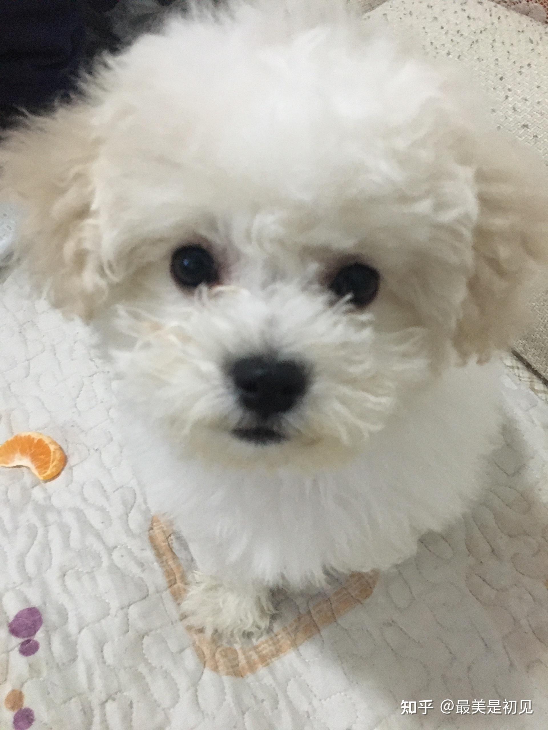 三个月的比熊44斤是不是太大了