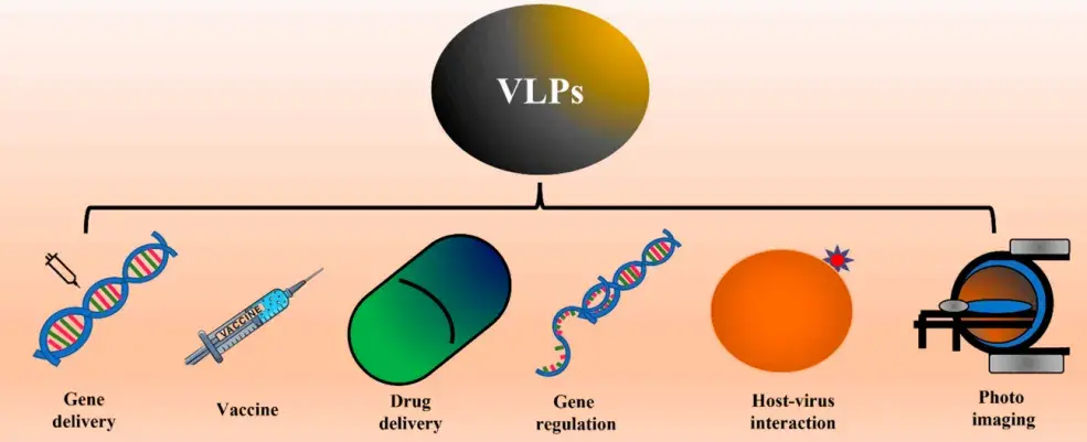 【耀文解读】| 基于酵母表达系统的VLPs疫苗开发和药物递送的新兴平台 - 知乎