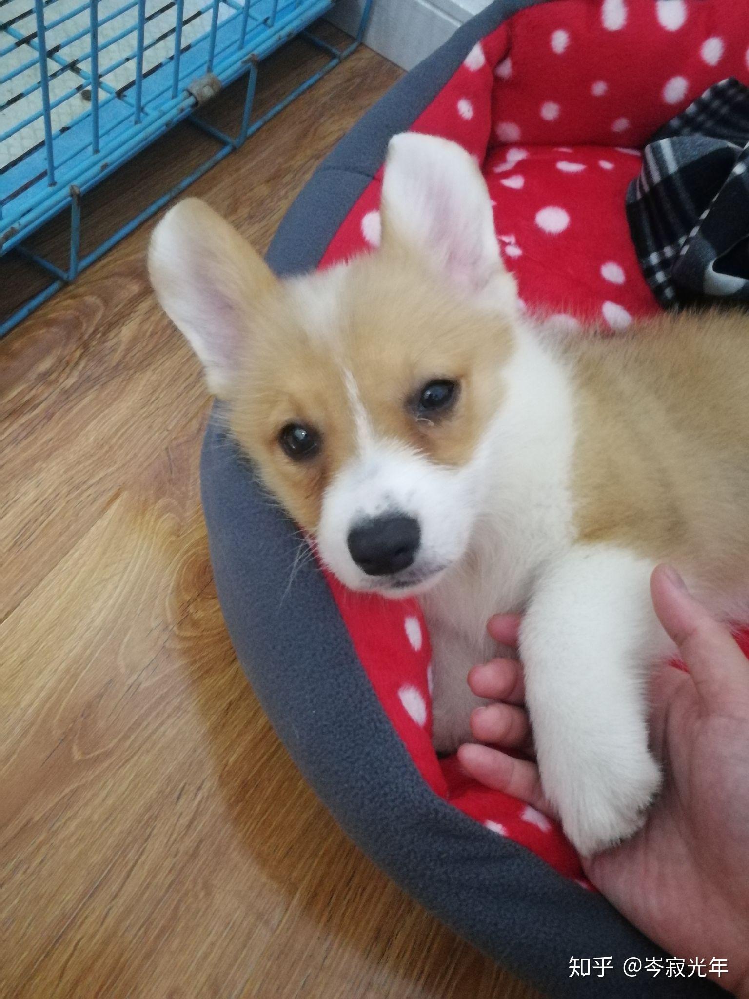 柯基这是尴尬期吗