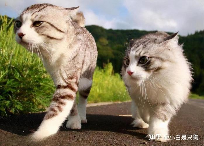 养“公猫”和养“母猫”的对比,不要太真实! - 知乎