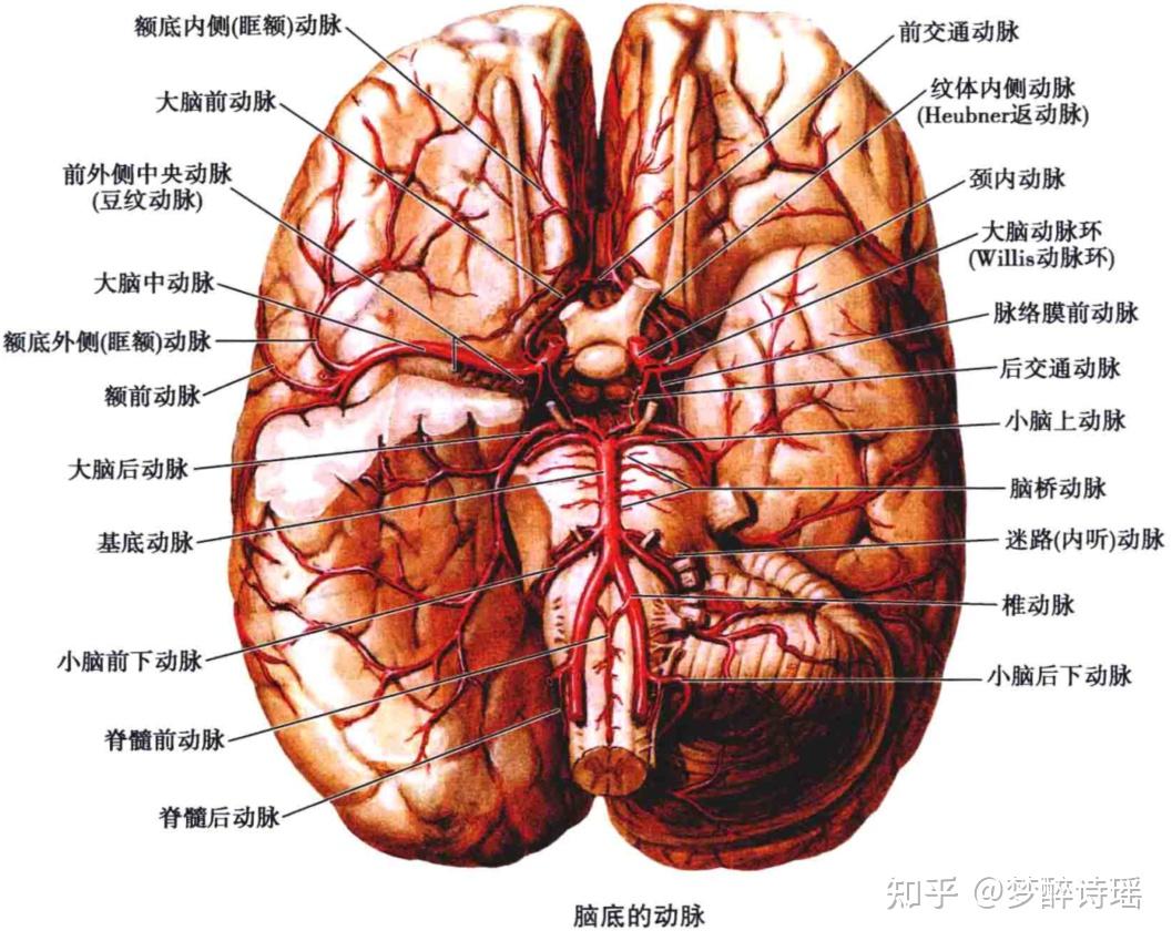 豆纹动脉--脑血管解剖