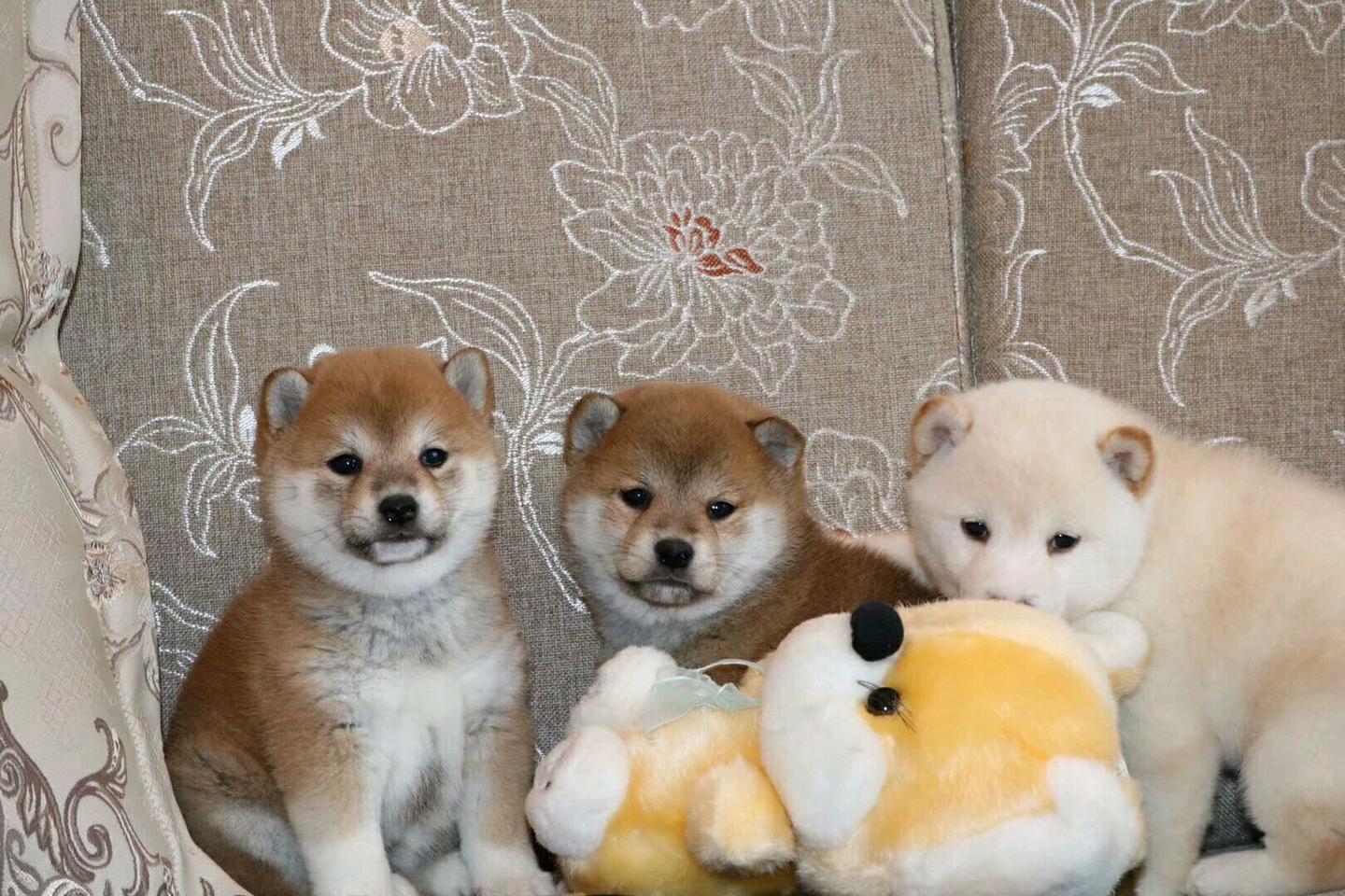 柴犬智商如何？ - 知乎