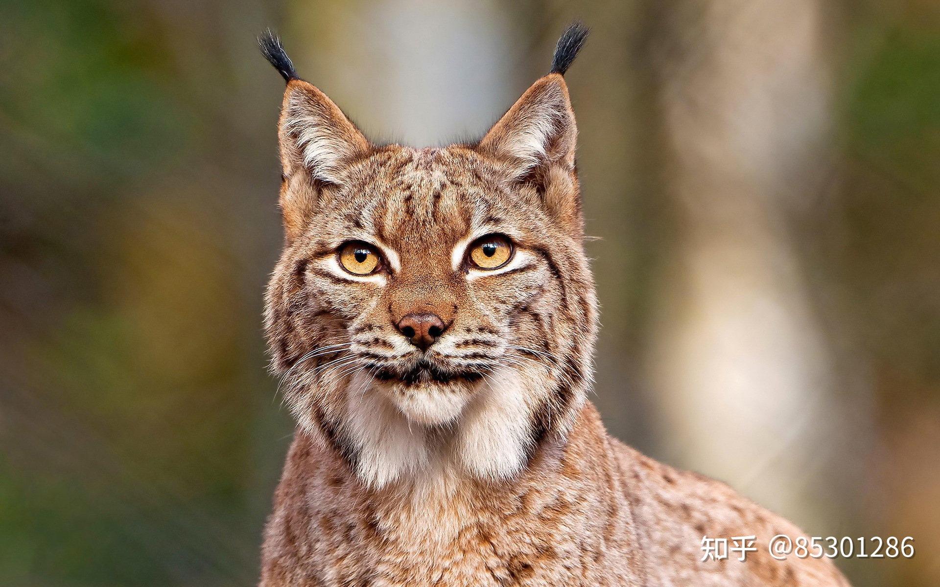 为什么豹子老虎大型食肉类动物耳朵是圆的而猫的耳朵是尖的