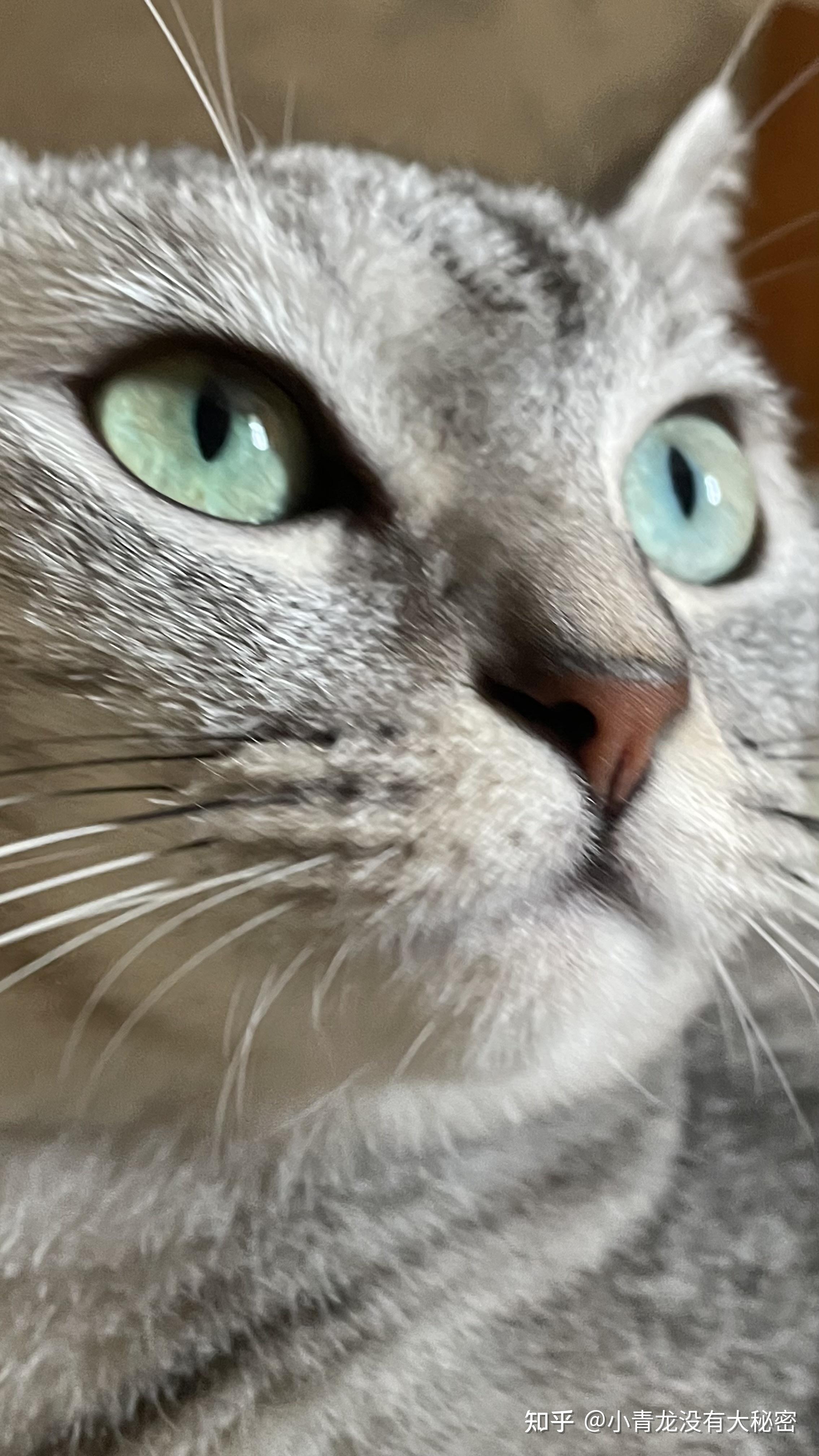 美短5个月眼睛还会变颜色吗现在瞳孔周围一圈绿色最近才有的这一圈会