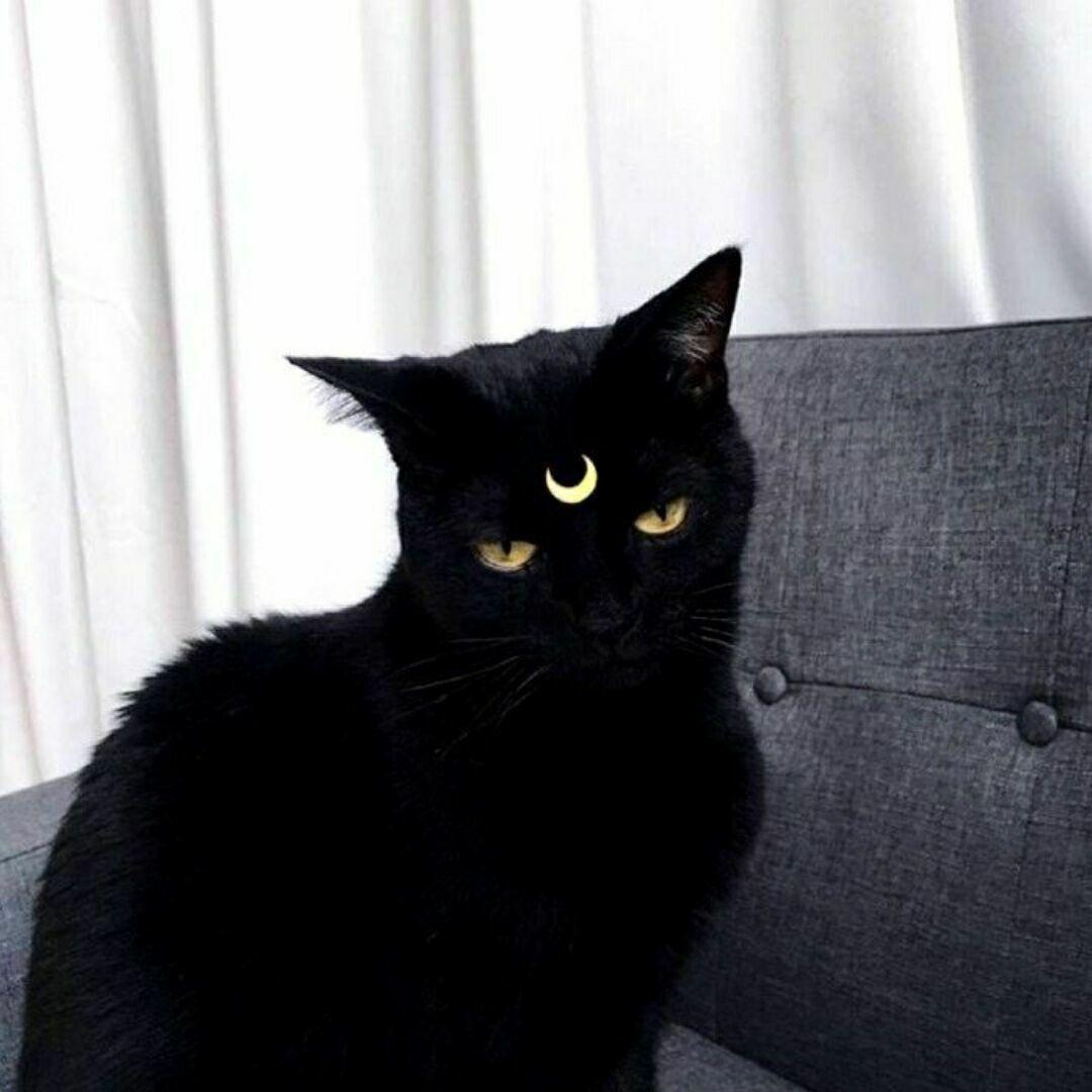 高贵的黑色猫咪头像图片