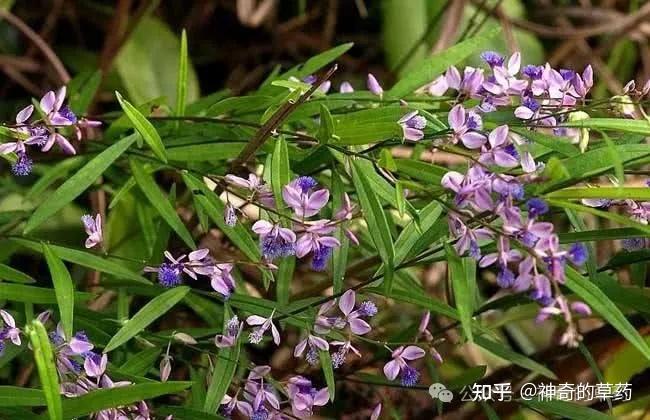 中药材:远志 - 知乎