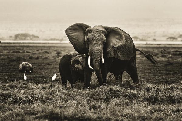 两次东非旅行,让我见识到了非洲象的雄姿.非洲象和亚洲象大不同.