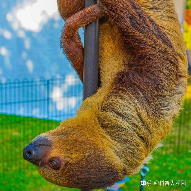 慢得出奇的树懒有多懒？你必须知道的几点冷知识！ - 知乎