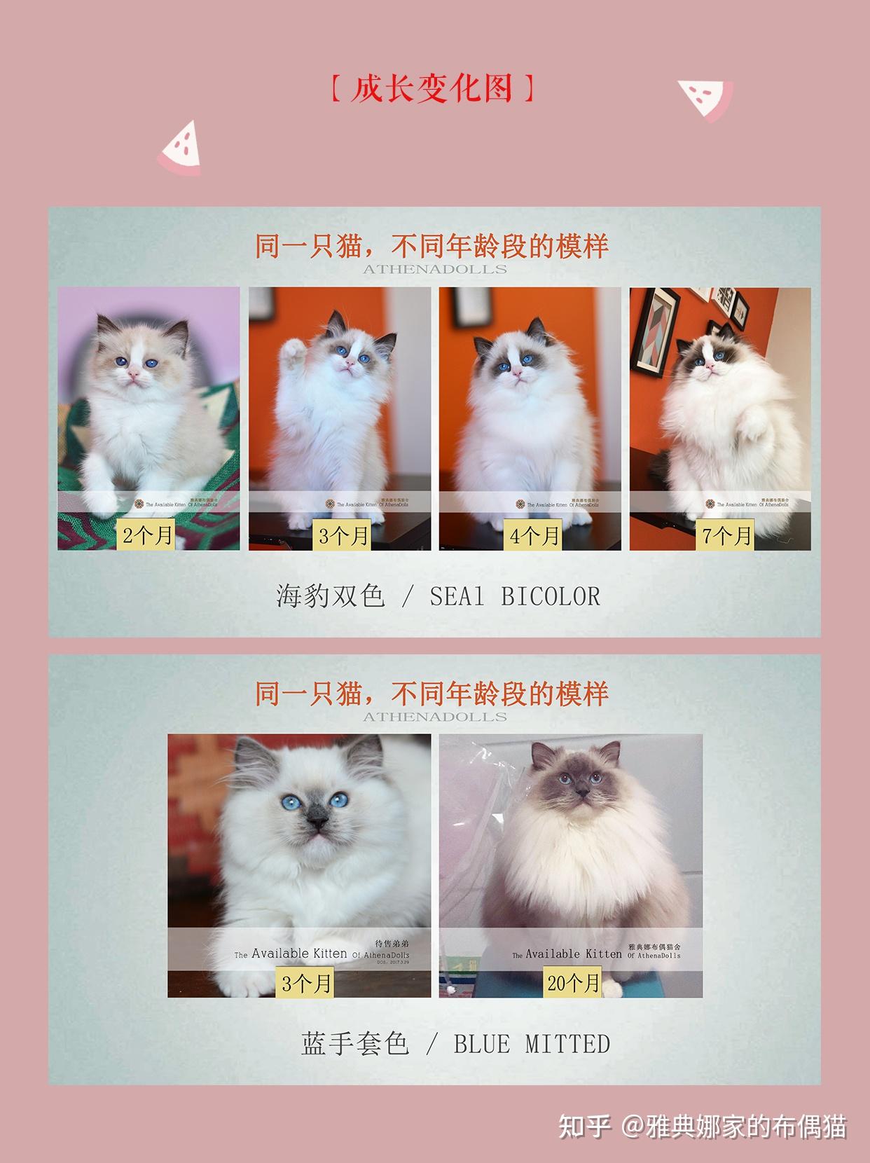 布偶猫换胎毛前后对照图片