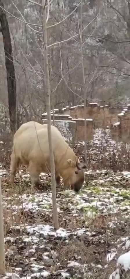 太白山羚牛