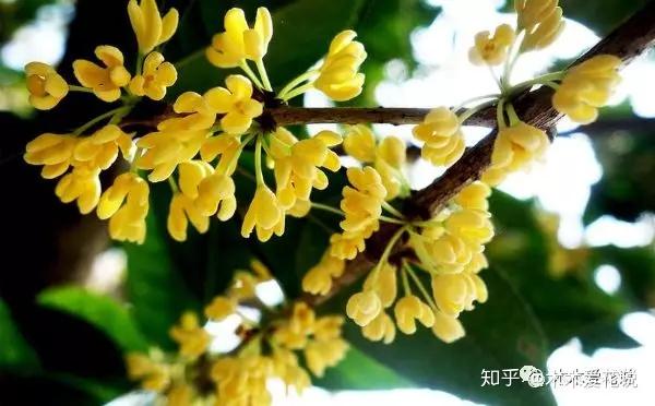 桂花树怎样养才长得好? - 知乎