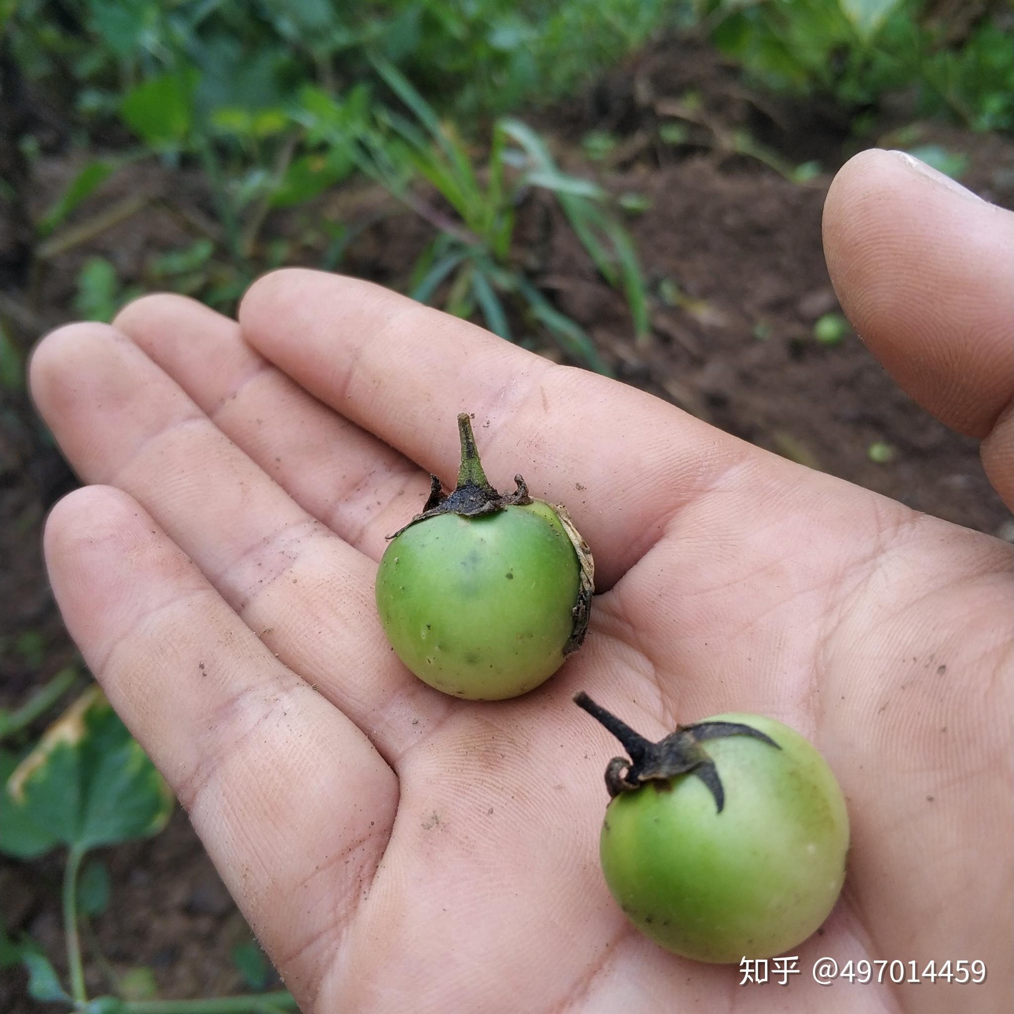 为什么土豆吃根下面长的土豆,不吃开花结的果? 