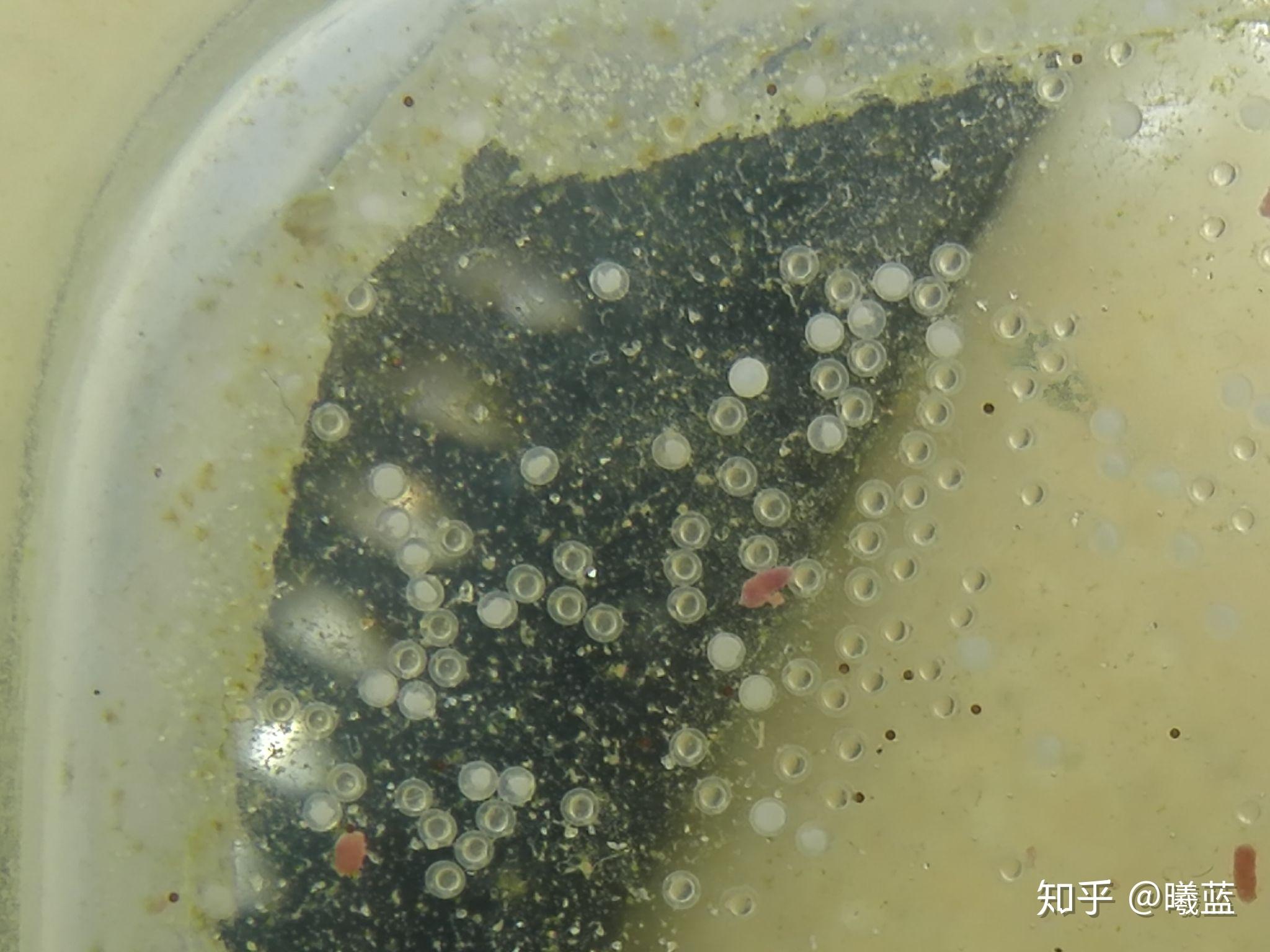 斑马鱼产好卵以后就不用管了吗? - 知乎