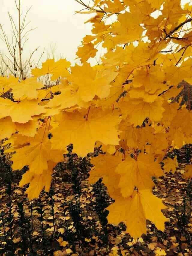 挪威槭狄波拉的优势是什么?凭什么成为明星彩叶树品种