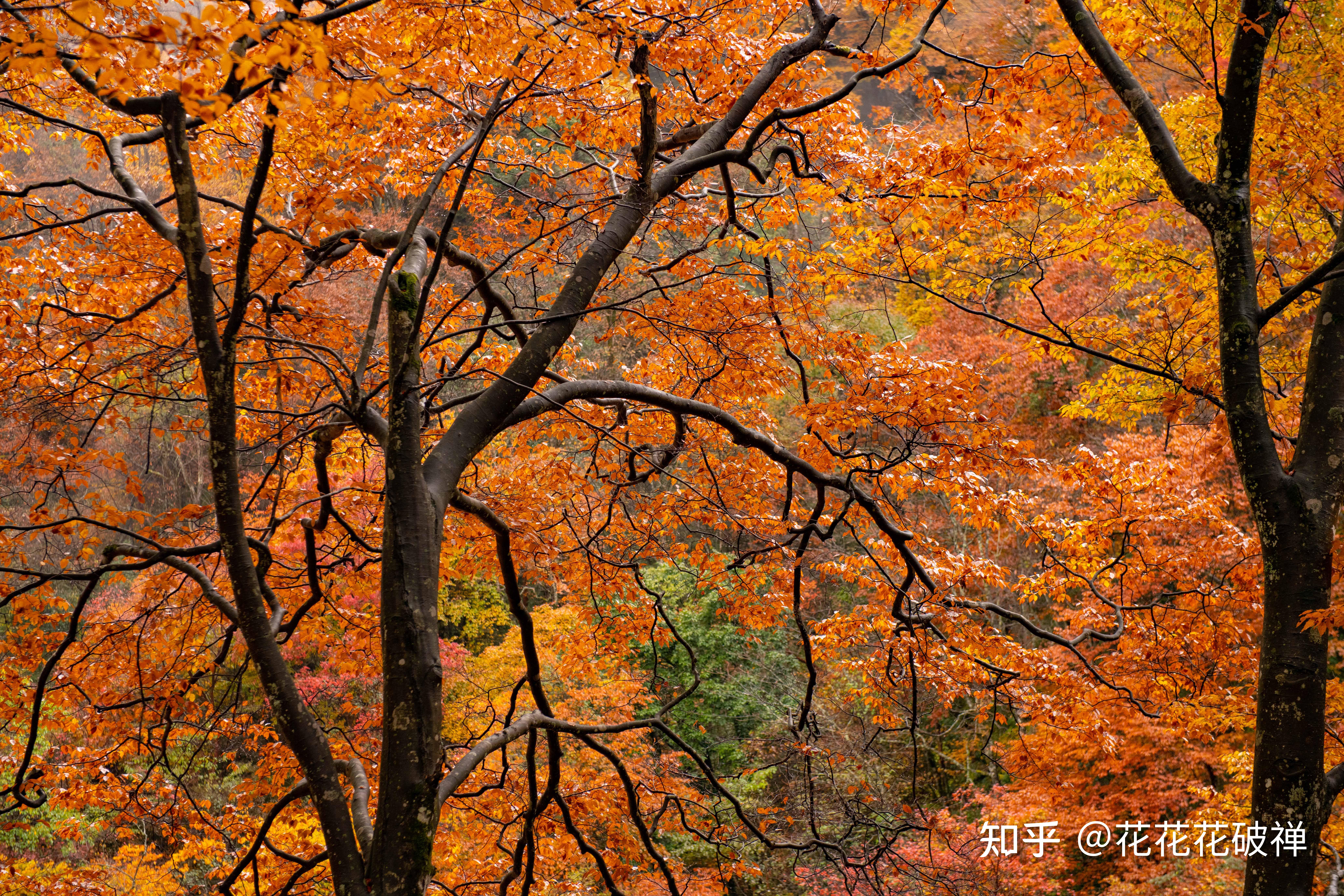 中国最美的秋天在哪里?