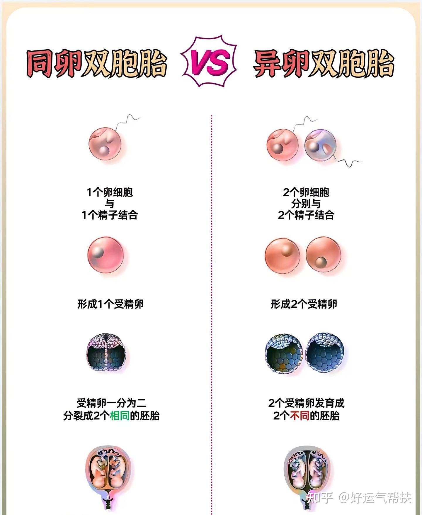 到底有多幸运才能怀上双胞胎？ - 知乎