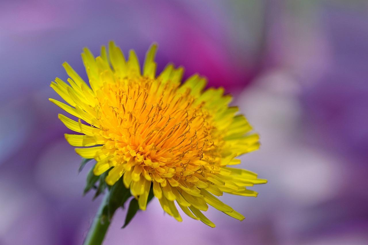 3. 春花绽放美景多