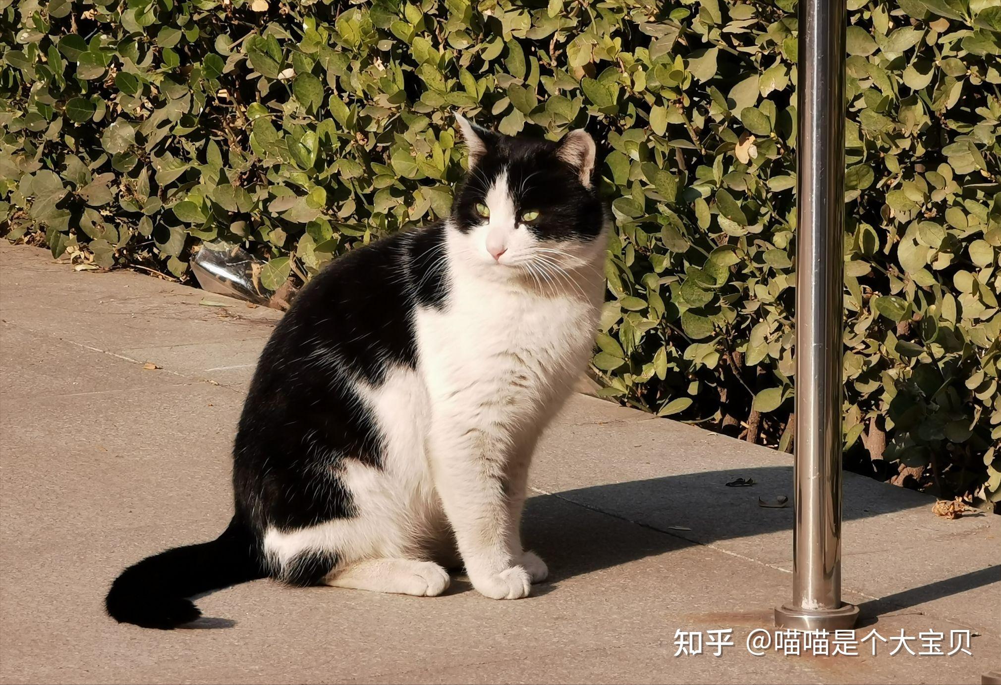 如果你家猫,有这几个特征,会给你招财带来好运气 - 知乎