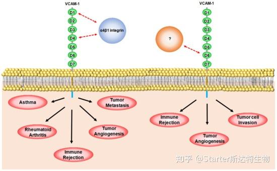 血管细胞粘附分子1 (VCAM-1/CD106)在癌症中的作用 - 知乎