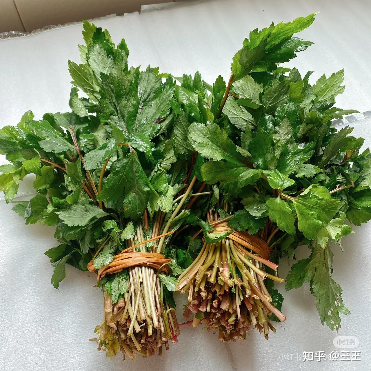 广东叫做“菜心”、“西洋菜”、“节瓜”、“胜瓜”、“韭黄”的东西,外省叫什么?有这些东西吗? - 知乎
