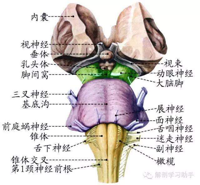 解剖歌诀——神经系统 - 知乎