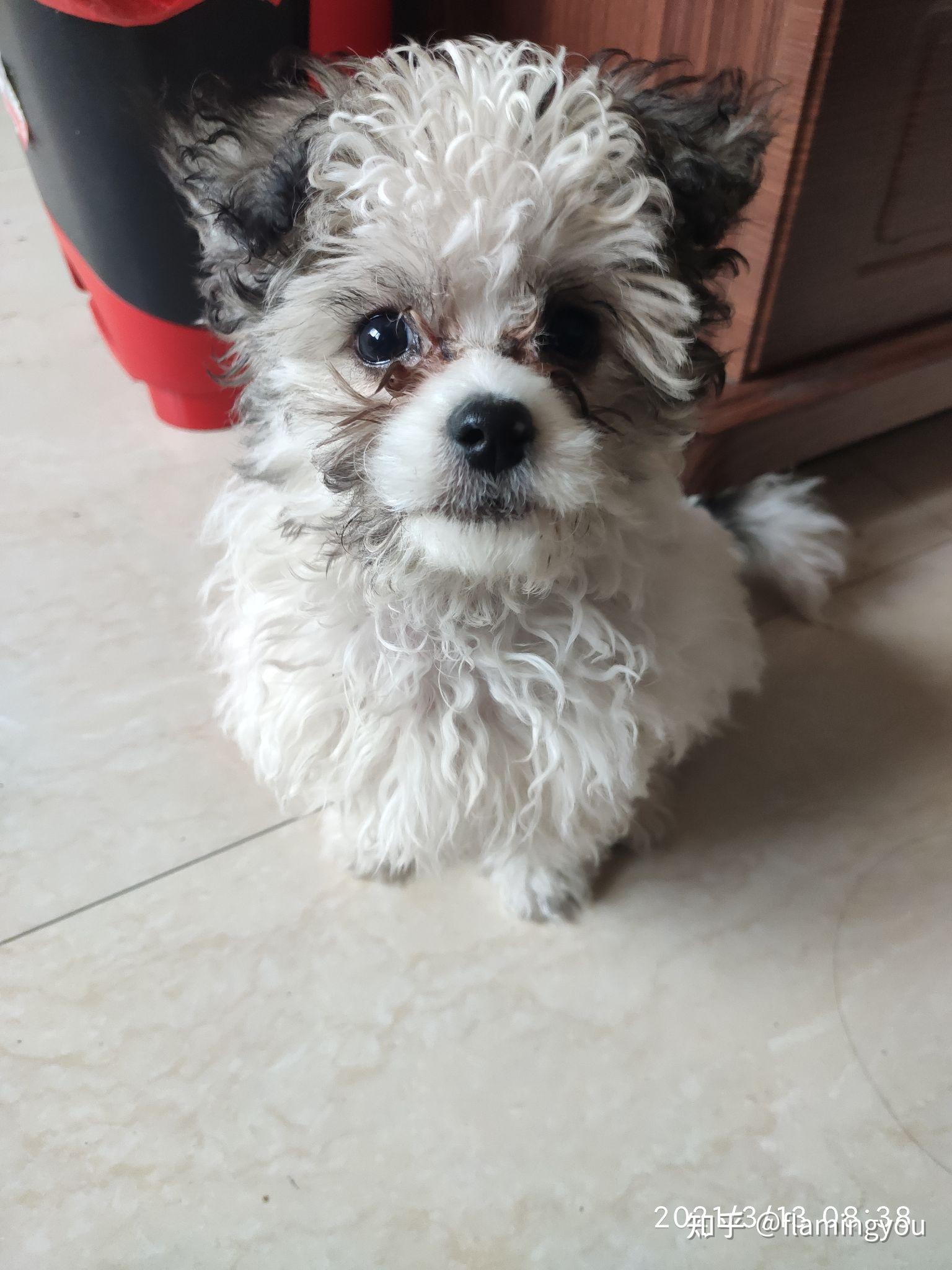 有没有专家帮我看一下这是不是泰迪跟西施的串串? - 知乎