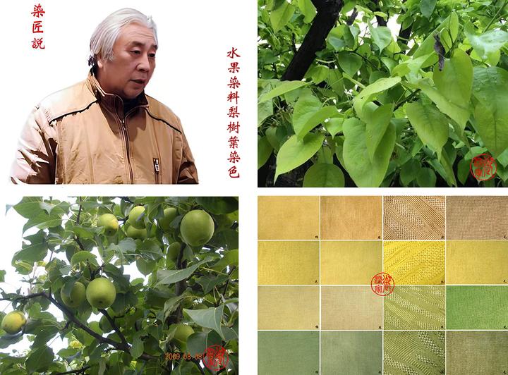 天然染料——梨树叶染色 - 知乎