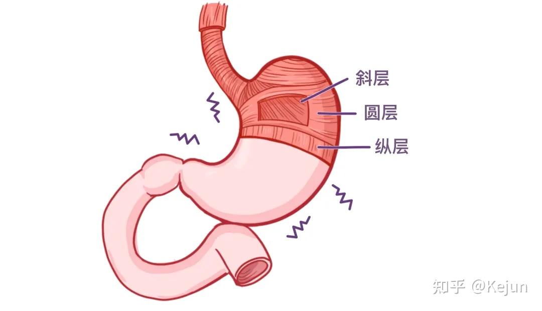 人体解剖学基础——腹部内脏篇(食道和胃) - 知乎