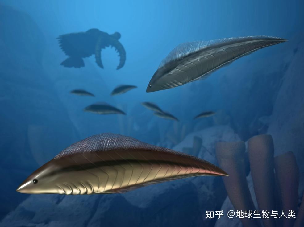 【鱼类全系列】无颌总纲—昆明鱼目(下) - 知乎