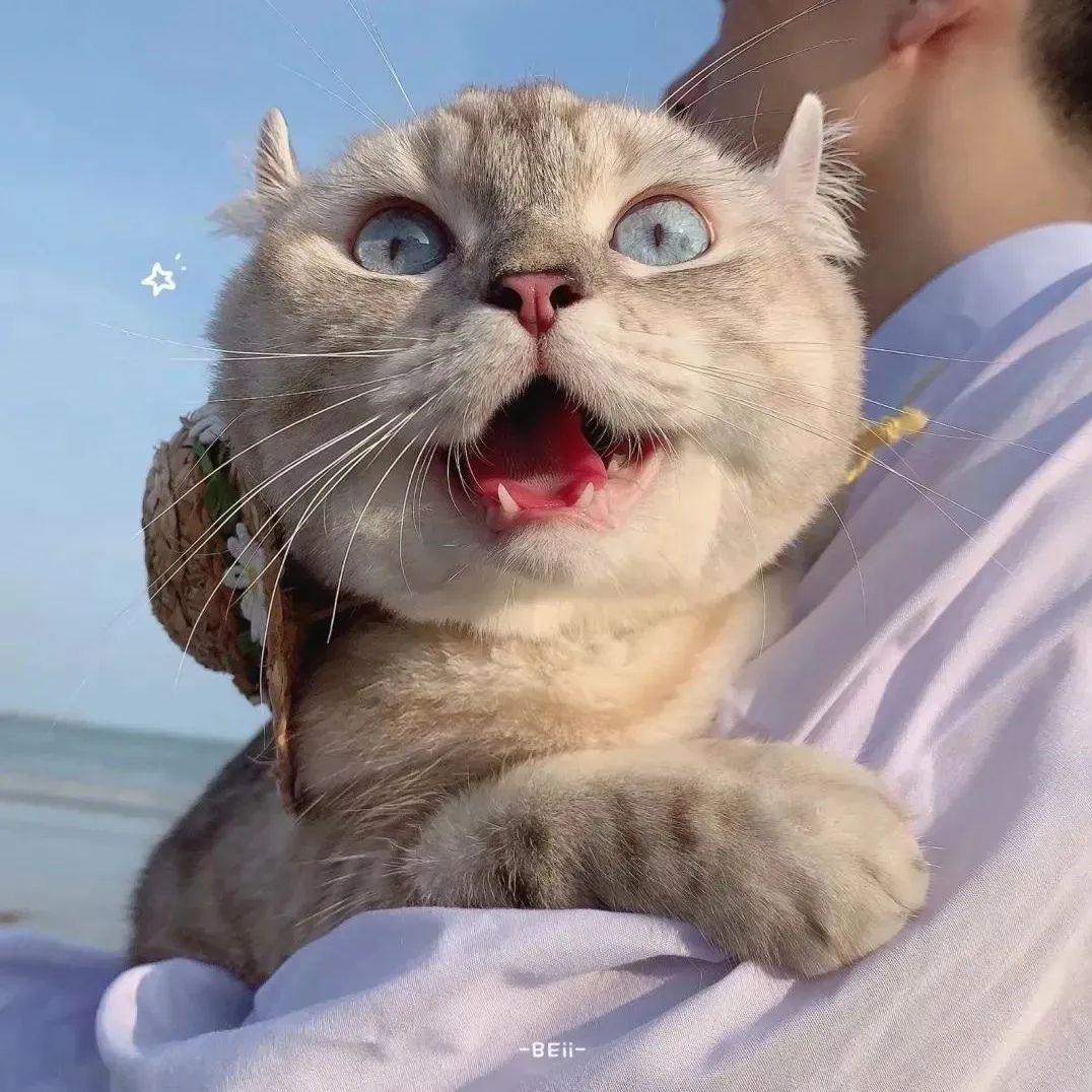 有没有男孩子抱着猫的头像