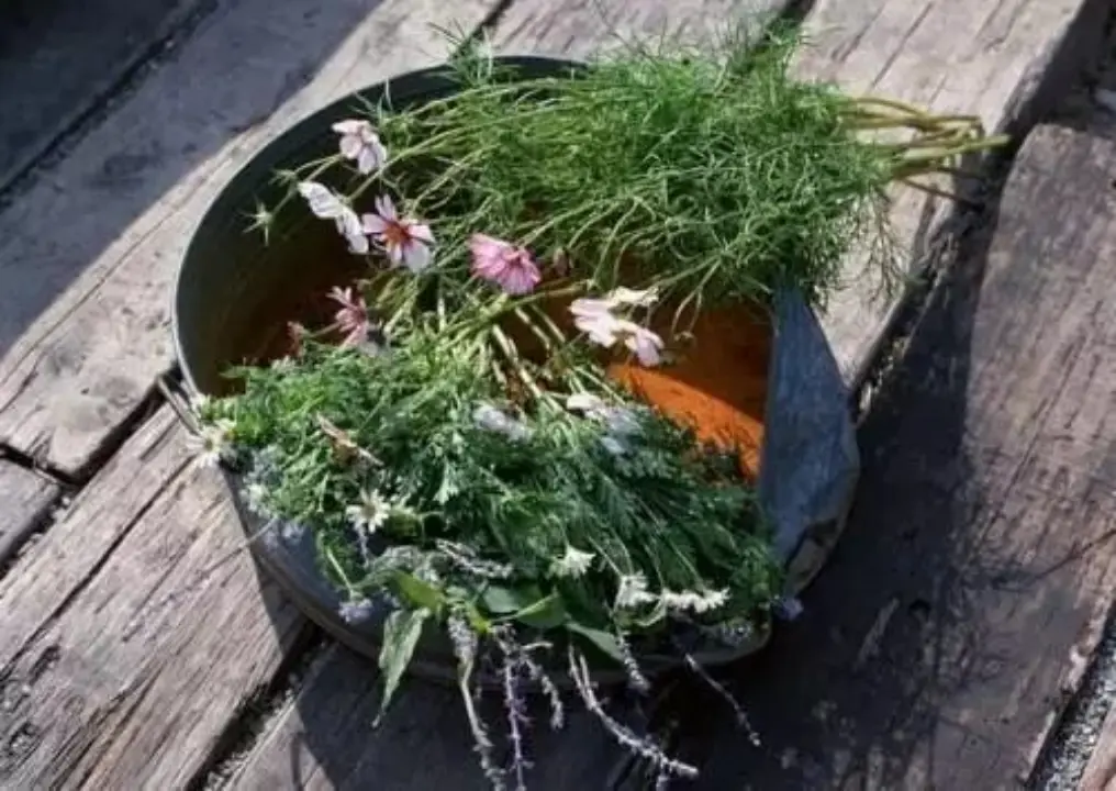传说中换花草长这个样子